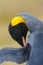 Portrait of King penguin, Aptenodytes patagonicus, detail cleaning of feathers, with black and yellow head, Falkland Islands