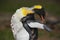 Portrait of King penguin, Aptenodytes patagonicus. Penguin with detail cleaning of feathers Penguin with black and yellow head, Fa