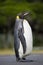 Portrait of a King Penguin in Cape Town, South Africa