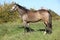 Portrait of Kinsky horse with bridle in autumn