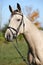 Portrait of Kinsky horse with bridle in autumn