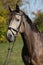 Portrait of Kinsky horse with bridle in autumn