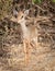 Portrait of Kirk Dik Dik, Madoqua kirkii, the smallest antelope