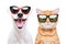 Portrait of a kitten and dog in sunglasses