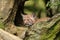 Portrait of kitten of Eurasian lynx, Lynx lynx, hidden in tree trunks and stumps. Young animal in natural habitat. Wildlife scene