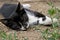 Portrait of a kitten laying on ground 