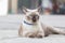 Portrait of kitten Siamese Cat with blue eyes are sitting on the road beside fence.The name in Thai is