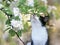 portrait a kitten sits in the may garden under the flowering branches of an Apple tree and sniffs the buds on a Sunny day