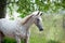 Portrait of knabstrupper breed horse - white with brown spots on