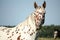 Portrait of knabstrupper breed horse - white with brown spots