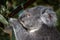 Portrait of a koala feeding on gum leaves