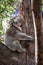 Portrait of Koala hugging a tree.