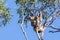 Portrait of Koala sitting on thin branch.