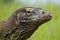 Portrait of a Komodo Dragon. Close-up. Indonesia. Komodo National Park.