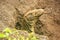 Portrait of Komodo dragon digging a hole on Rinca Island in Komodo National Park, Nusa Tenggara, Indonesia