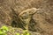 Portrait of Komodo dragon digging a hole on Rinca Island in Komodo National Park, Nusa Tenggara, Indonesia