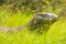 Portrait of Komodo dragon lying in grass on Rinca Island in Komodo National Park, Nusa Tenggara, Indonesia