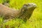 Portrait of Komodo dragon lying in grass on Rinca Island in Komodo National Park, Nusa Tenggara, Indonesia