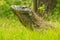 Portrait of Komodo dragon lying in grass on Rinca Island in Komodo National Park, Nusa Tenggara, Indonesia