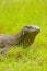 Portrait of Komodo dragon lying in grass on Rinca Island in Komodo National Park, Nusa Tenggara, Indonesia