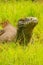 Portrait of Komodo dragon lying in grass on Rinca Island in Komodo National Park, Nusa Tenggara, Indonesia