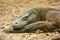 Portrait of Komodo dragon resting on Rinca Island in Komodo National Park, Nusa Tenggara, Indonesia