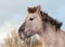 Portrait of a Konik horse