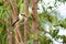 Portrait of kookaburra, Australian native bird