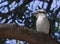 Portrait of a Kookaburra in a tree branch