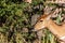 Portrait of a Kudu antelope