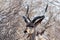 Portrait of Kudu antelope