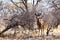 Portrait of Kudu antelope