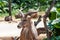 Portrait of Kudu Antelope