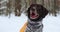 A portrait of a Kurtzhaar dog in a winter forest against a background of snow