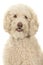 Portrait of a labradoodle dog looking at the camera on a white background