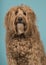 Portrait of a labradoodle looking at the camera on a blue background with mouth closed