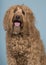 Portrait of a labradoodle looking at the camera on a blue background with mouth open