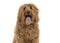 Portrait of a labradoodle looking at the camera with mouth open and tongue sticking out on a white background