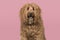 Portrait of a labradoodle looking at the camera on a pink background with mouth open