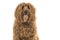 Portrait of a labradoodle looking at the camera on a white background