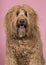 Portrait of a labradoodle on a pink background