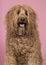 Portrait of a labradoodle on a pink background with mouth open in a vertical image