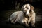 Portrait of a Labrador dog
