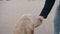 A portrait of a labrador dog eating dry food with a male hand.