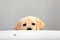 Portrait of labrador puppy peeking muzzle under white table on gray background with copy space. Curious young dog