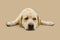 Portrait labrador retriever dog with sad expression face lying down sick. Isolated on beige background