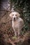 Portrait of labrador retriever in ivy leaves.