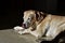 Portrait of Labrador retriever laying at the kitchen floor whit tongue out