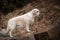 Portrait of Labrador retriever in the nature.