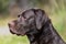 Portrait of a Labrador retriever outdoors